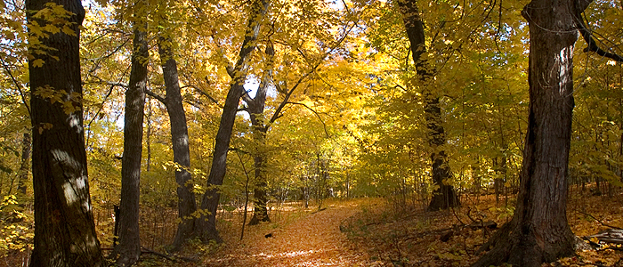 Howes_Web Photo_Inside Crop_Trees